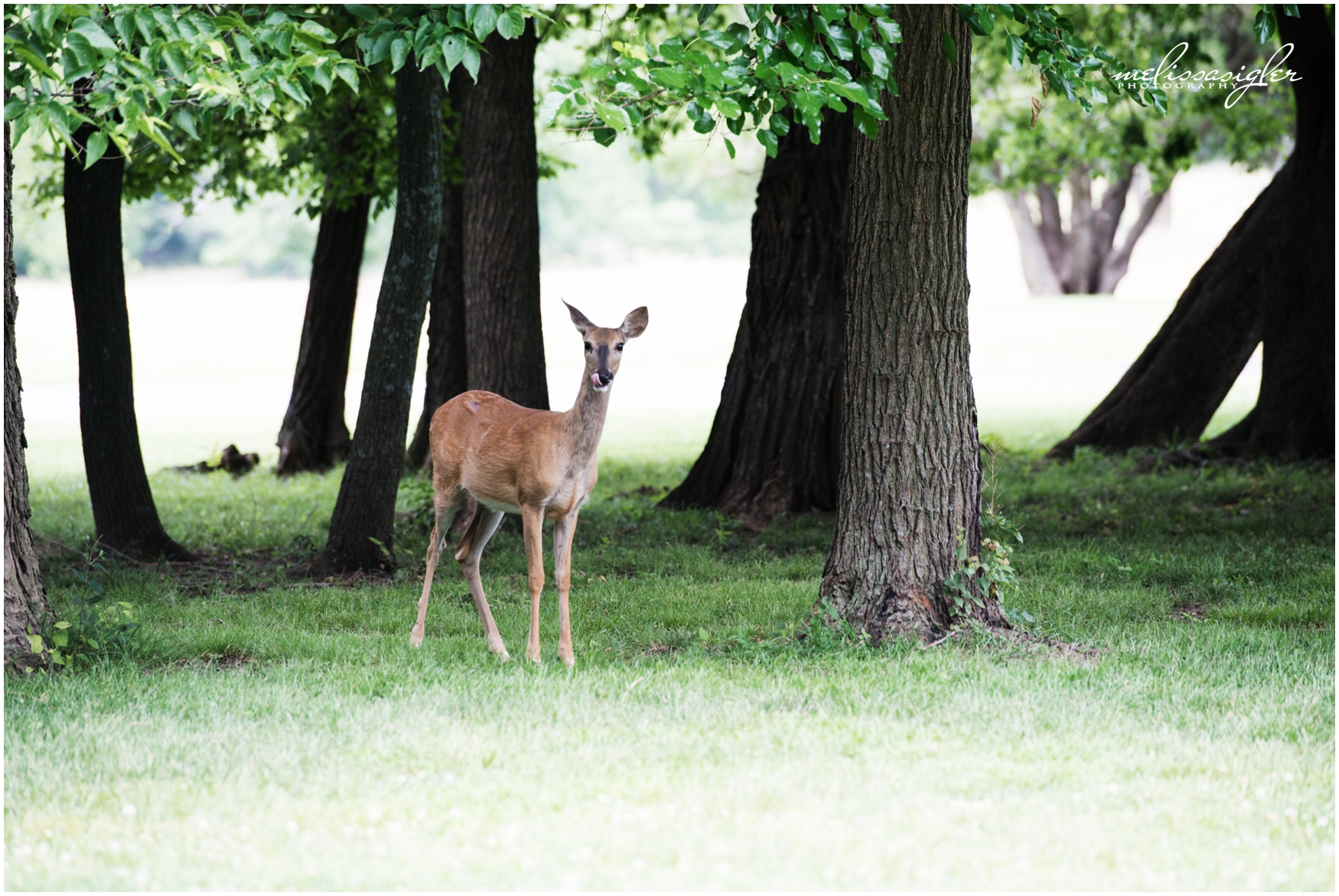 Deer at Longview Mansion by Melissa Sigler Photography