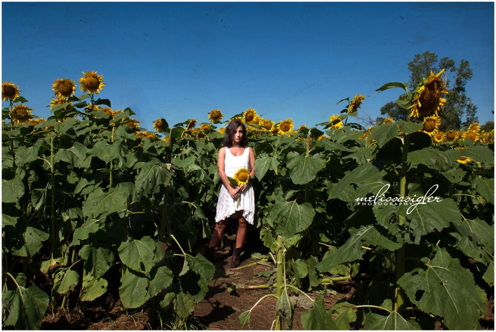 High school senior pictures in a sunflower field