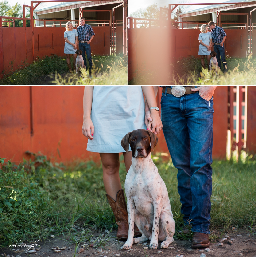 engagement pictures with german shorthair dog