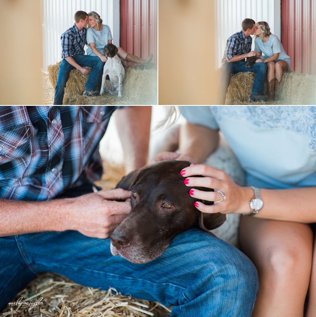 engagement pictures with german shorthair dog