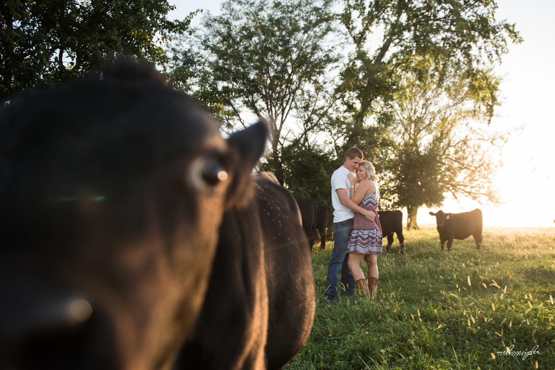 Engagement pictures with cows kansas city