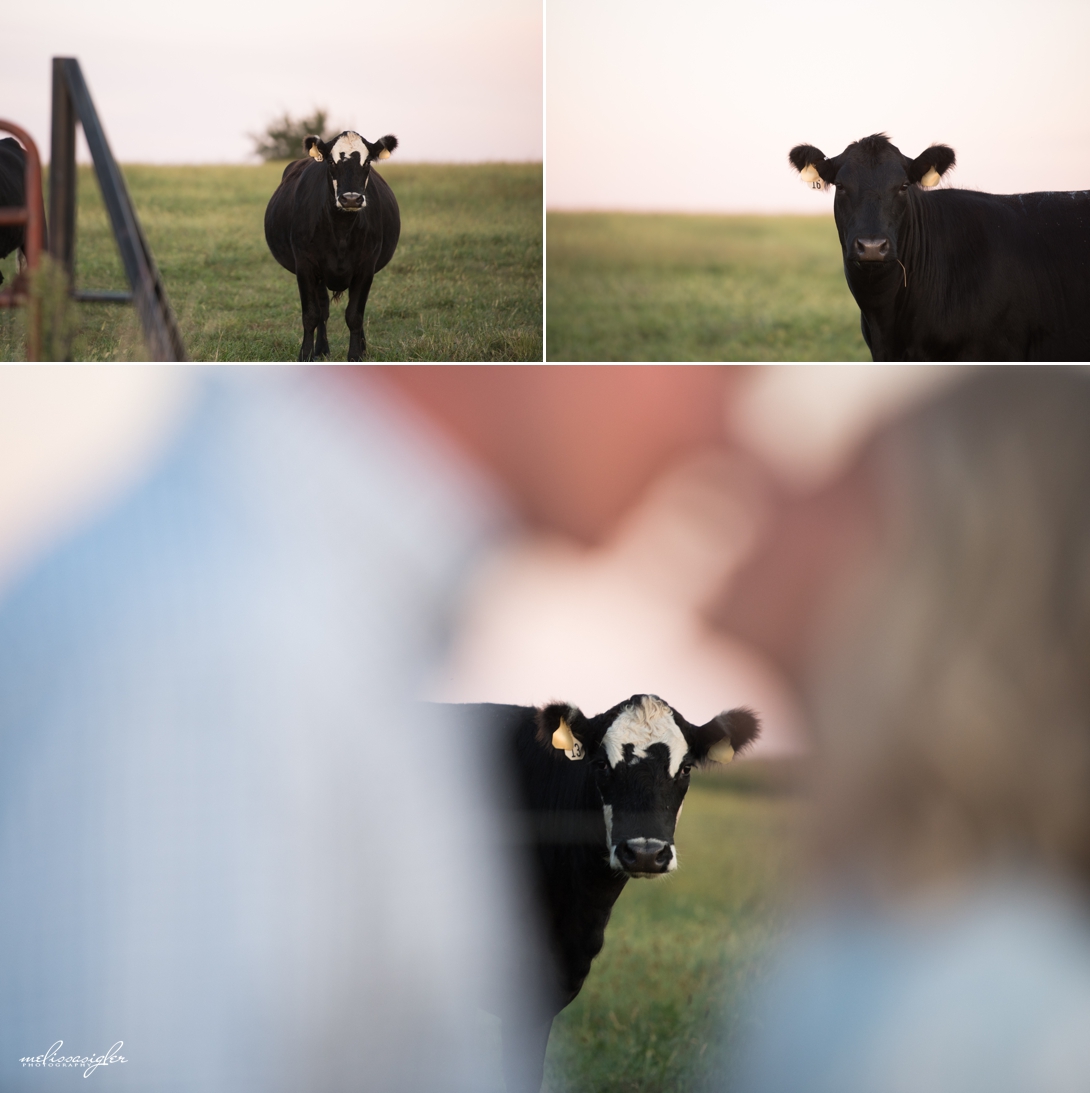 engagement pictures with cows kansas city