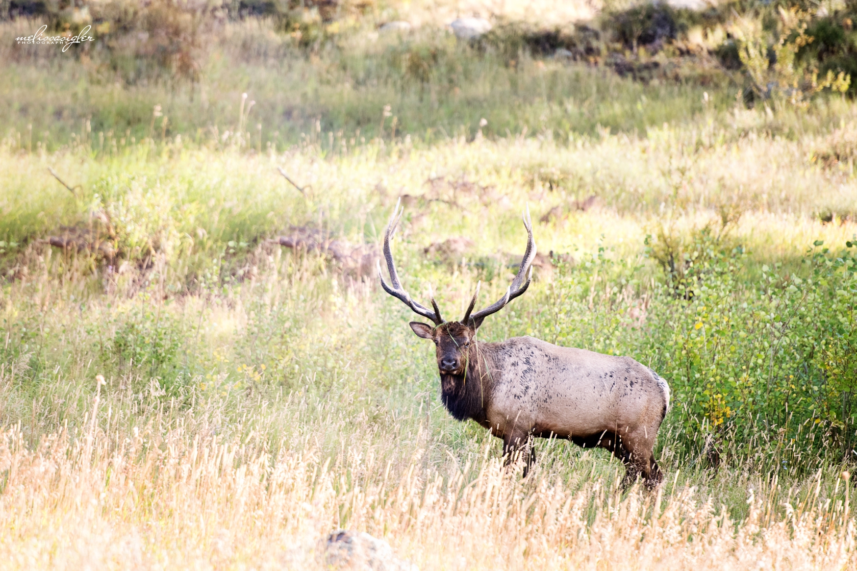 Elk rut Rocky Mountain National Park